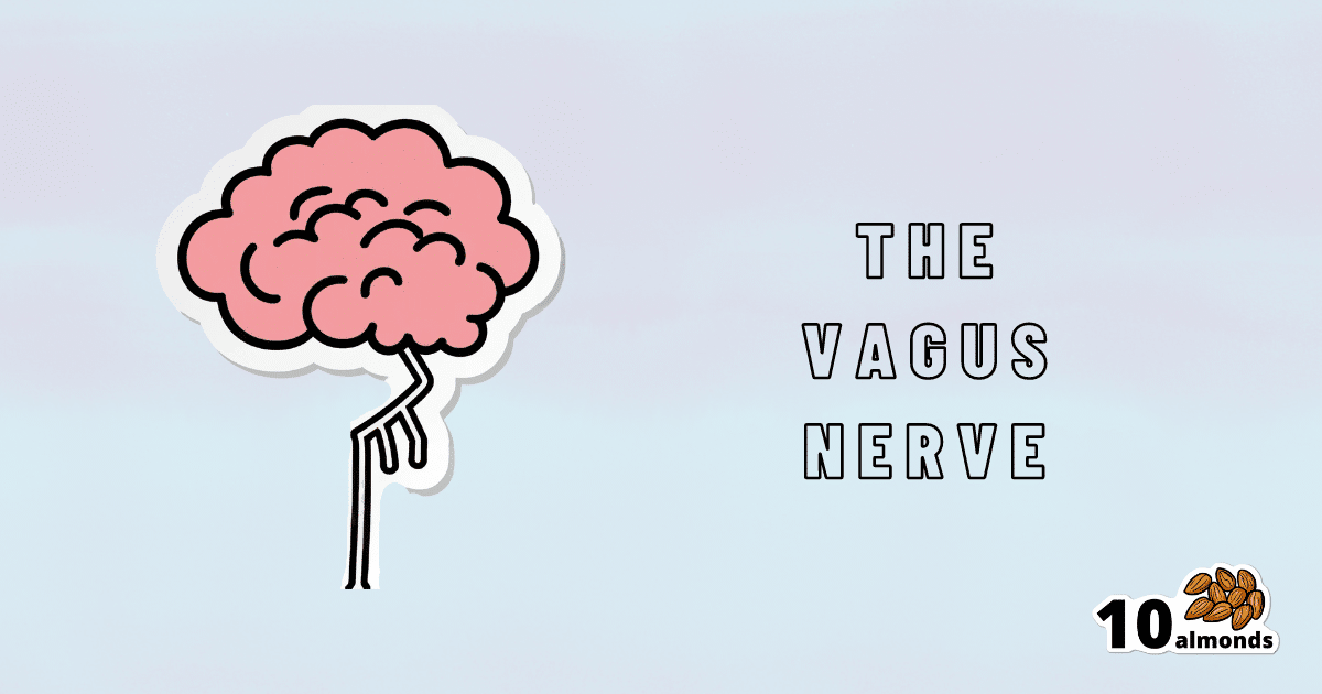 The Vagus Nerve - optimizing SEO keywords for better search rankings.