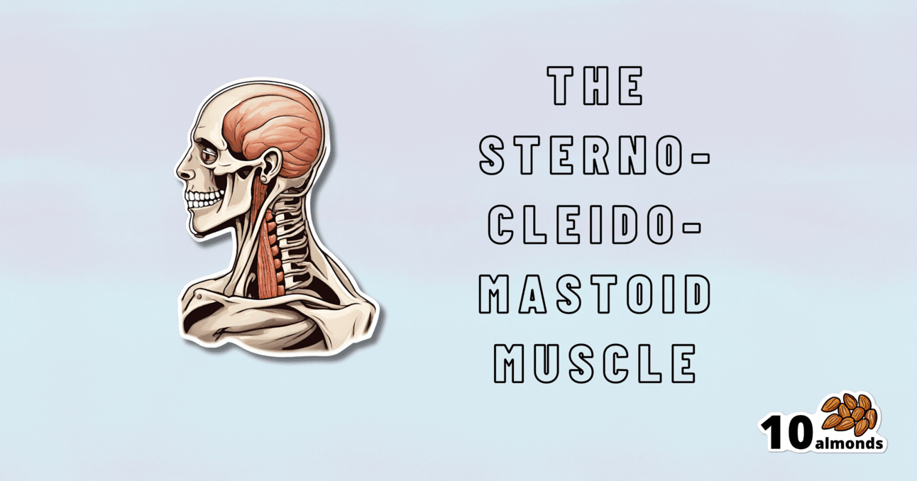 The next-level muscle, known as the stero-clevo-mastoid muscle, plays an essential role in reducing headache discomfort.