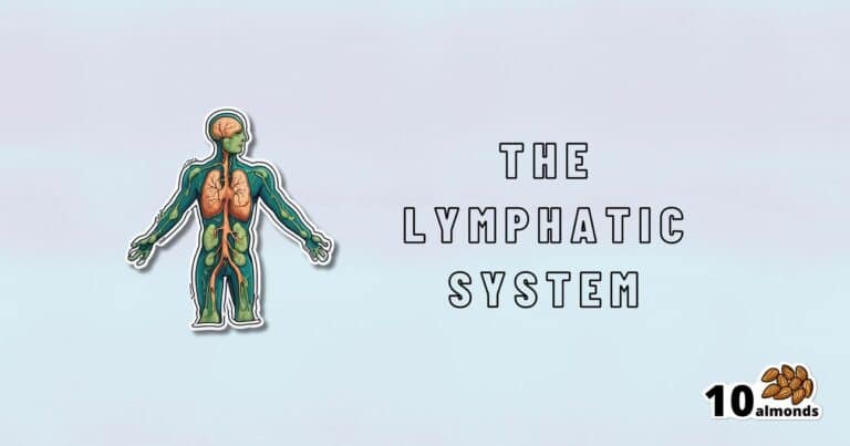 An illustration showing the human lymphatic system with labeled text "The Lymphatic System: The Forgotten System." There is an image of 10 almonds in the bottom-right corner with text above them saying "10 almonds." The background is light blue.