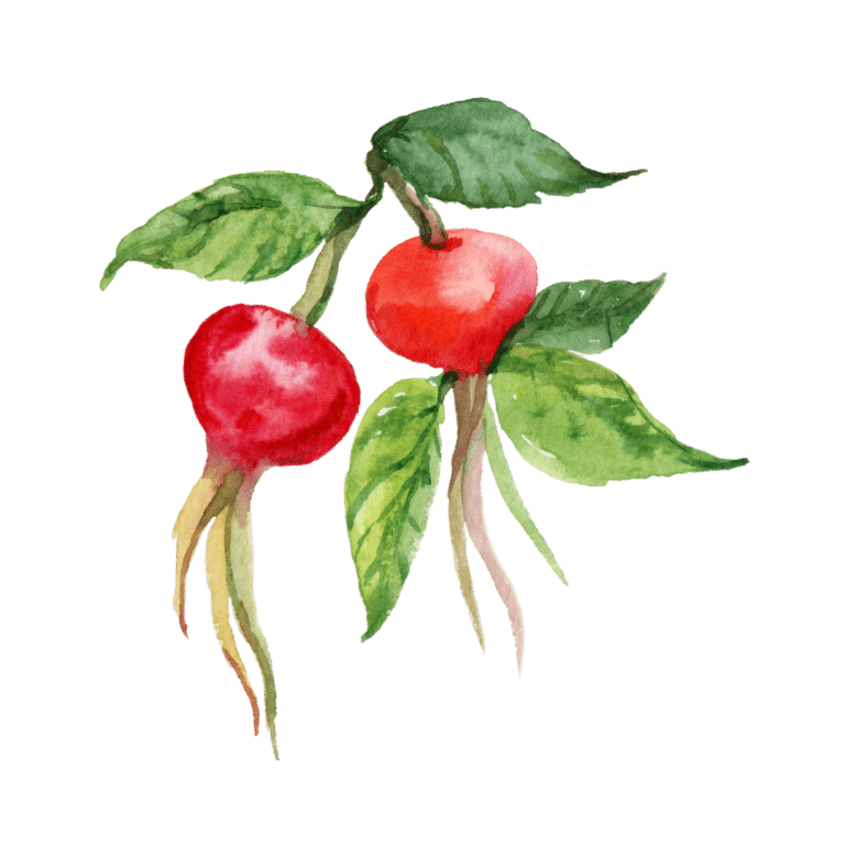 A watercolor illustration shows two red radishes with green leaves attached, their distinct roots hanging down. The image, set against a plain white background, captures the essence of nature's beauty inside and out.